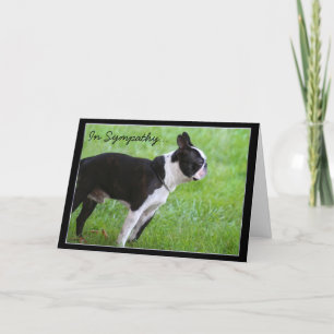 Carte de voeux In Sympathy Boston Terrier