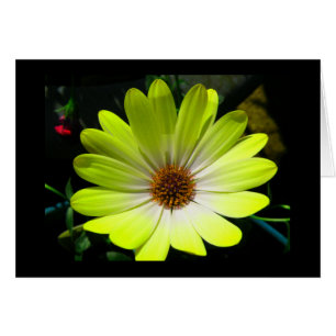 Carte de voeux Jaune Fluorescent Africain Daisy