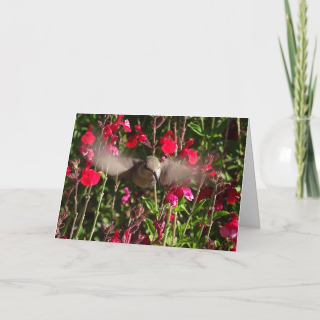 Carte de voeux Joyful Hummingbird (Devant)