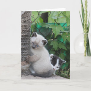 Carte de voeux Kittens