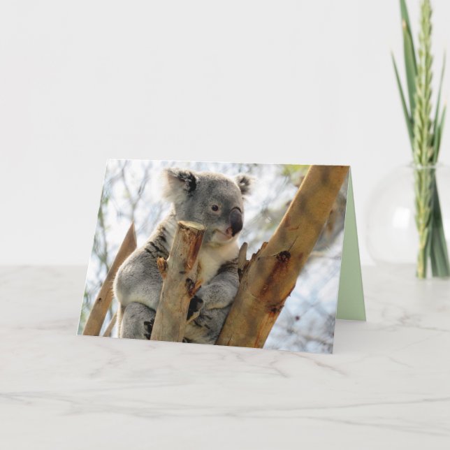 Carte de voeux Koala (Devant)