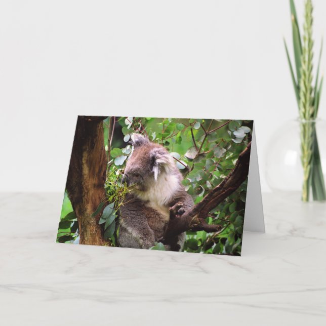 Carte de voeux Koala Bear (Devant)