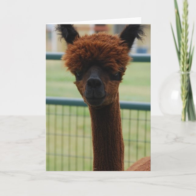 Carte de voeux Kuzco Alpaca (Devant)