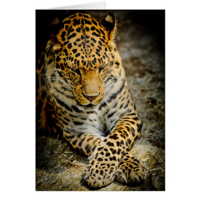 Carte de voeux Leopard de repos (Devant)