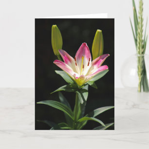 Carte de voeux Lily