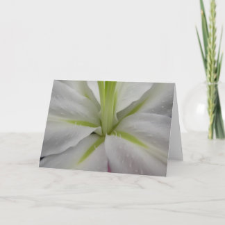 Carte de voeux Lily Tigre Blanc et Lime