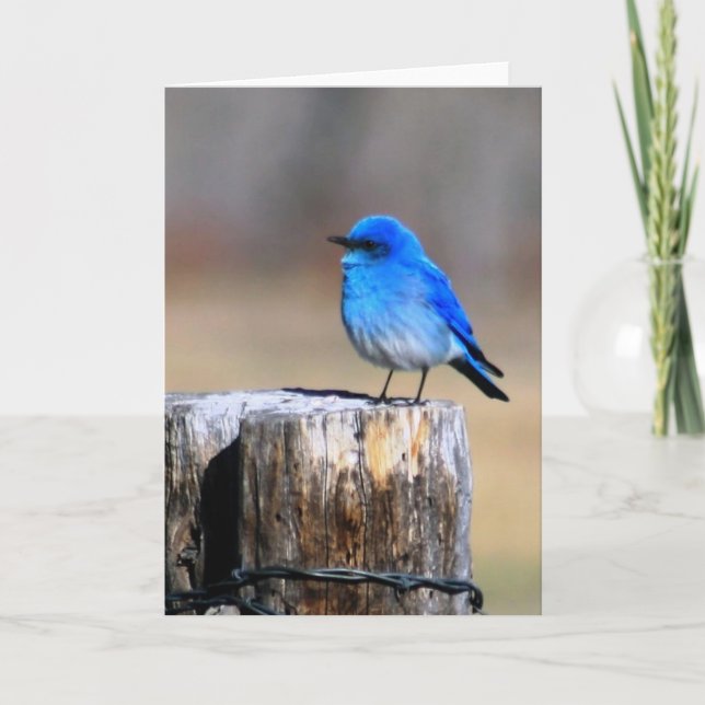 Carte de voeux Little Blue Bird of Happiness (Devant)