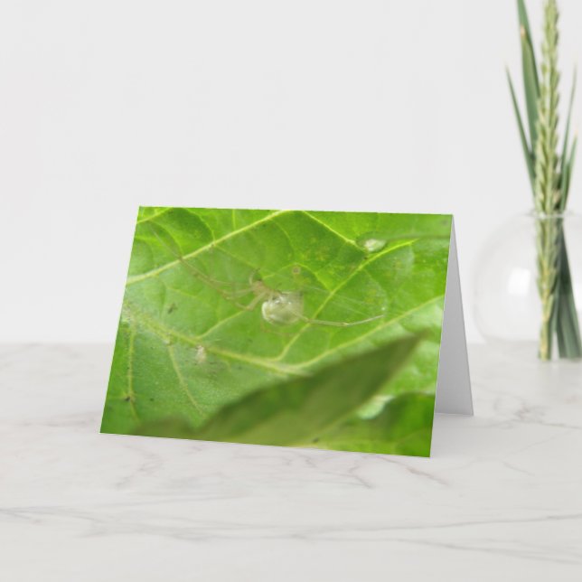 Carte de voeux Little Spider (Devant)