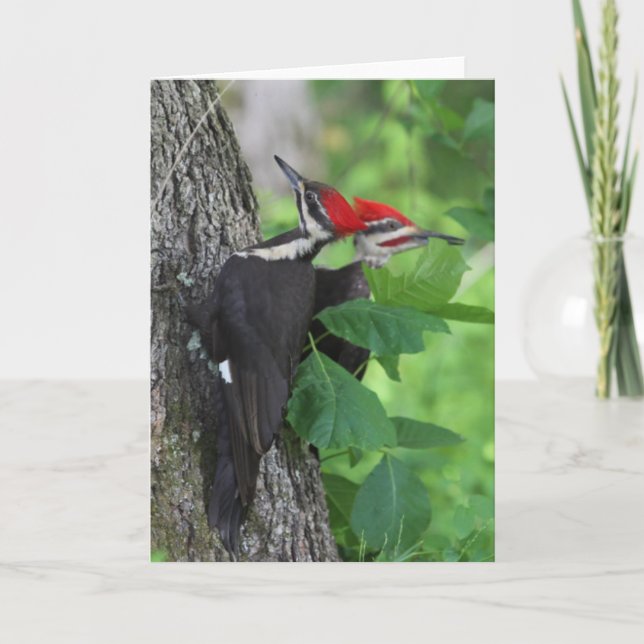 Carte de voeux M. & Mme Pileated Woodpecker (Devant)