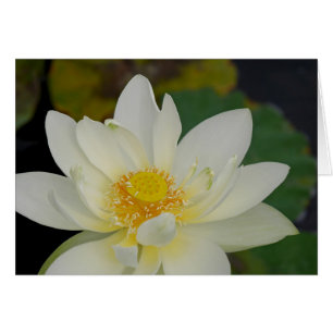 Carte de voeux Magnificient Lotus