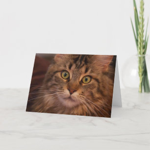 Carte de voeux Maine Coon
