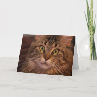 Carte de voeux Maine Coon