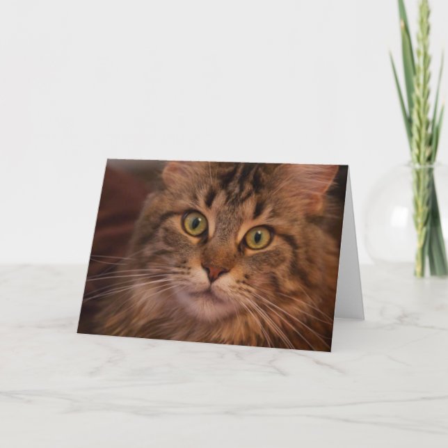 Carte de voeux Maine Coon (Devant)
