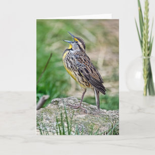 Carte de voeux Meadow Lark