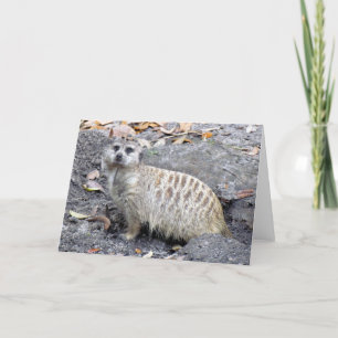 Carte de voeux Meerkat (1043)