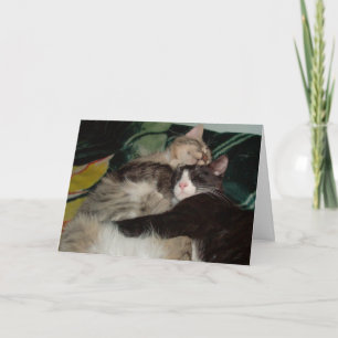 Carte de voeux Meow Cats 3