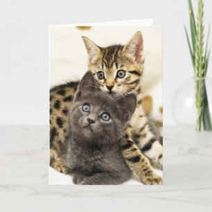 Carte de voeux mignonne de chatons du chat deux de