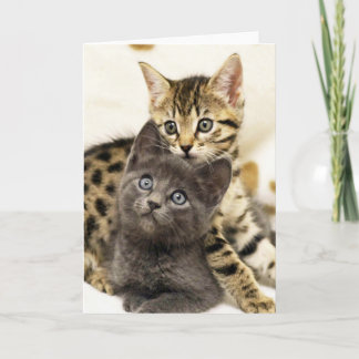 Carte de voeux mignonne de chatons du chat deux de