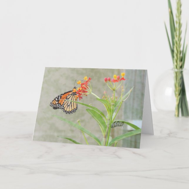 Carte de voeux Monarch Butterfly and Caterpillar (Devant)