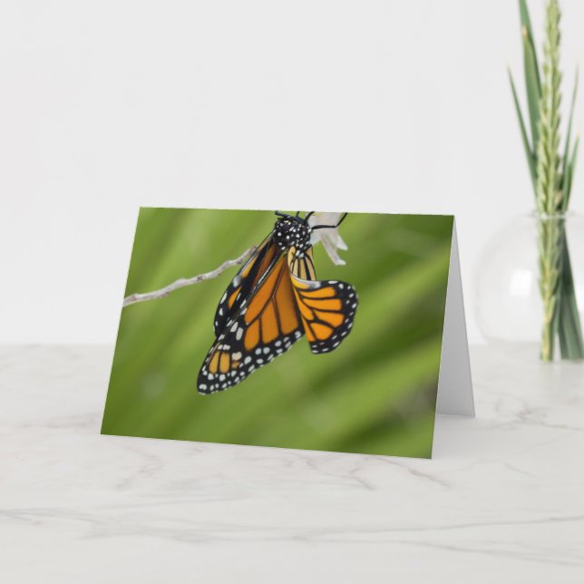 Carte de voeux Monarch Butterfly Blank (Devant)