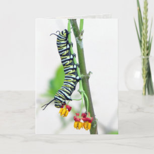 Carte de voeux Monarch Caterpillar