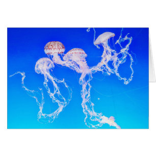 Carte de voeux Monterey Jellyfish