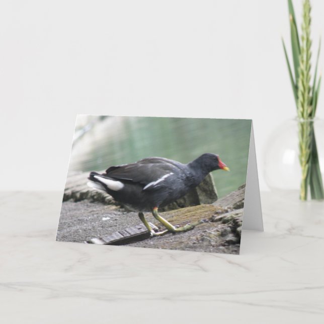 Carte de voeux Moorhen (Devant)