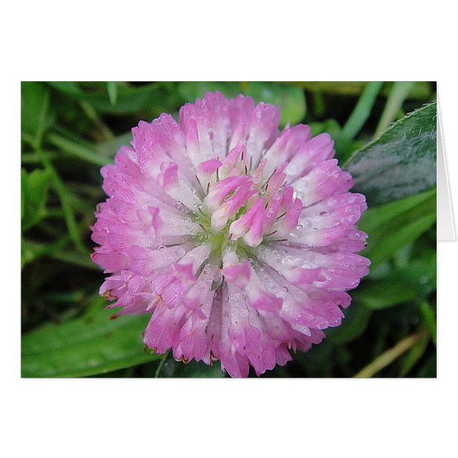 Carte de voeux mouillé rose Kleeblüte, en blanc (Devant horizontal)