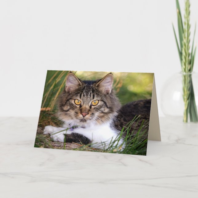 carte de voeux nature cat (Devant)