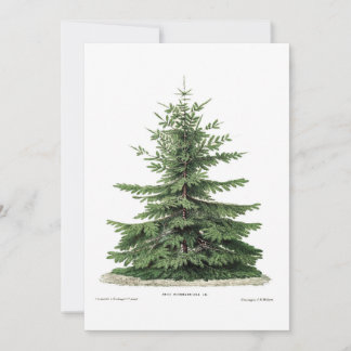 Carte de voeux Noël Pine Arbre Botanique