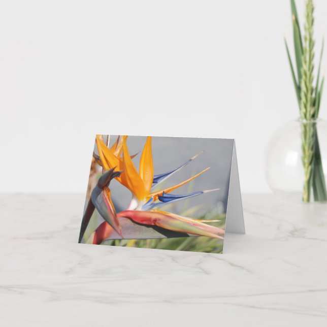 Carte de vœux Oiseau de Paradis (Devant)