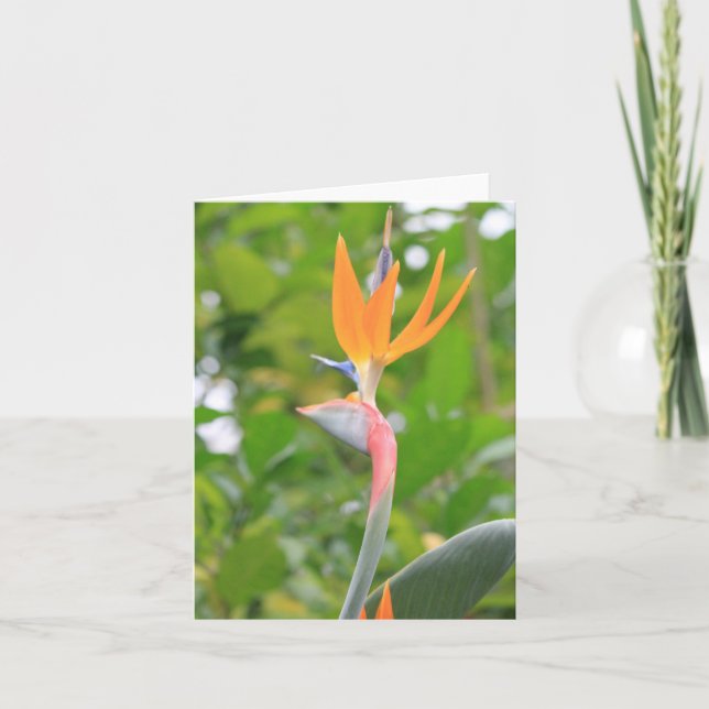 Carte de voeux Oiseau du Paradis (Devant)