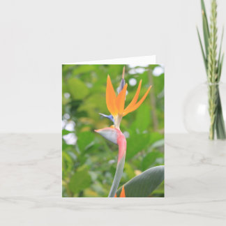 Carte de voeux Oiseau du Paradis