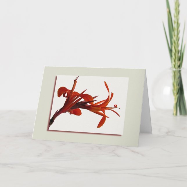 Carte de voeux orange de Canna (Devant)