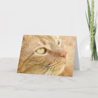Carte de voeux Orange Tabby