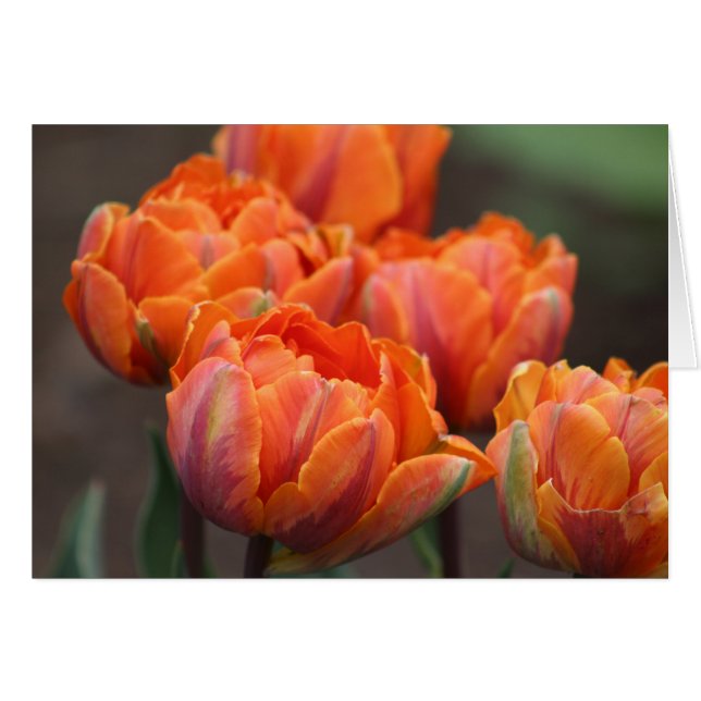 Carte de voeux Orange Tulips. (Devant horizontal)