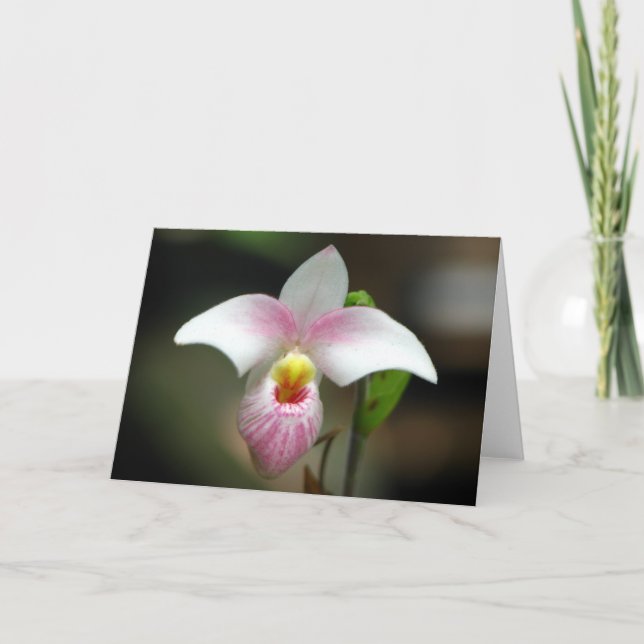 Carte de voeux Orchidée blanche/rose (Devant)