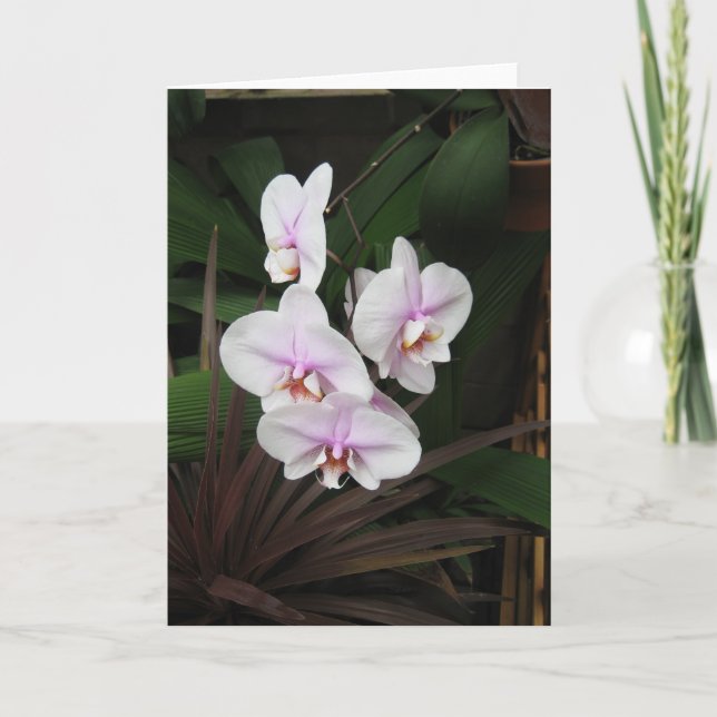 Carte de voeux Orchids (Devant)