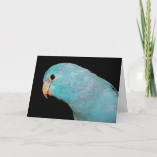 Carte de voeux Pacific Blue Parrotlet Bird