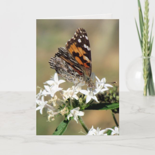 Carte de voeux Painted Lady on Pentas (8988) (Devant)