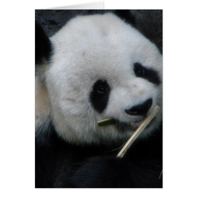Carte de vœux Panda mignon (Devant)