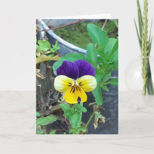 Carte de voeux Pansy violet et jaune