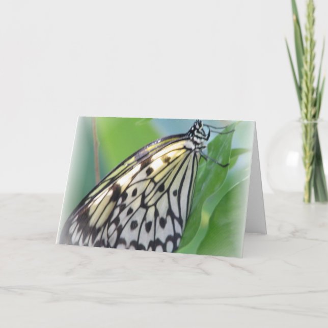 Carte de voeux Papillon (Devant)
