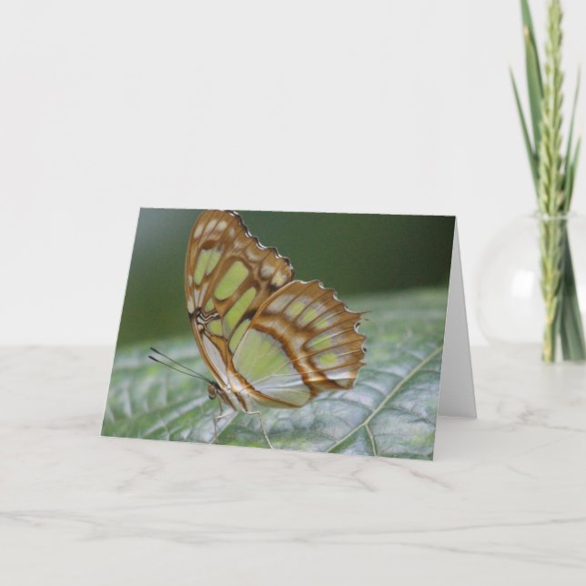 Carte de vœux papillon (Devant)