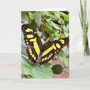 Carte de vœux Papillon Coloré 