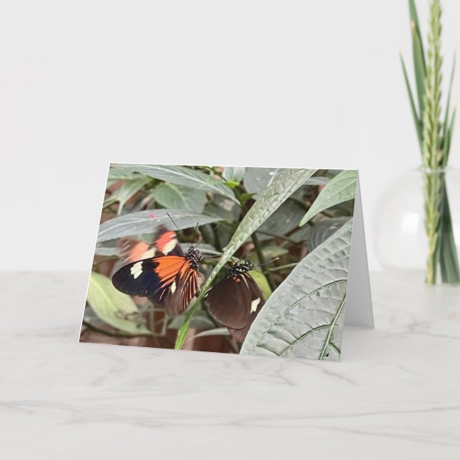 Carte de vœux Papillon Coloré (Devant)