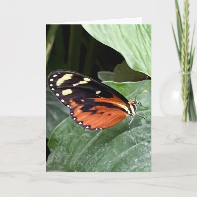 Carte de vœux Papillon Coloré  (Devant)