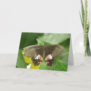 Carte de vœux Papillon Queue Rouge