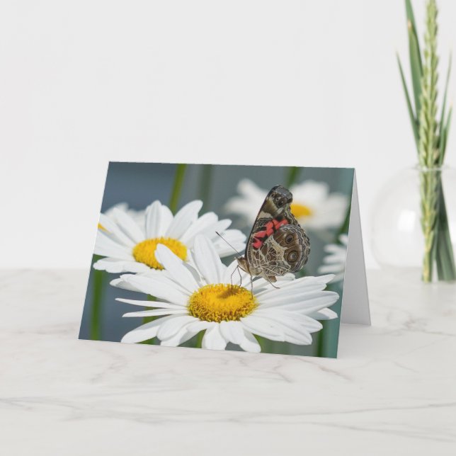 Carte de voeux - Papillon sur une Shasta Daisy (Devant)