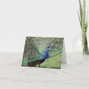 Carte de voeux Peacock